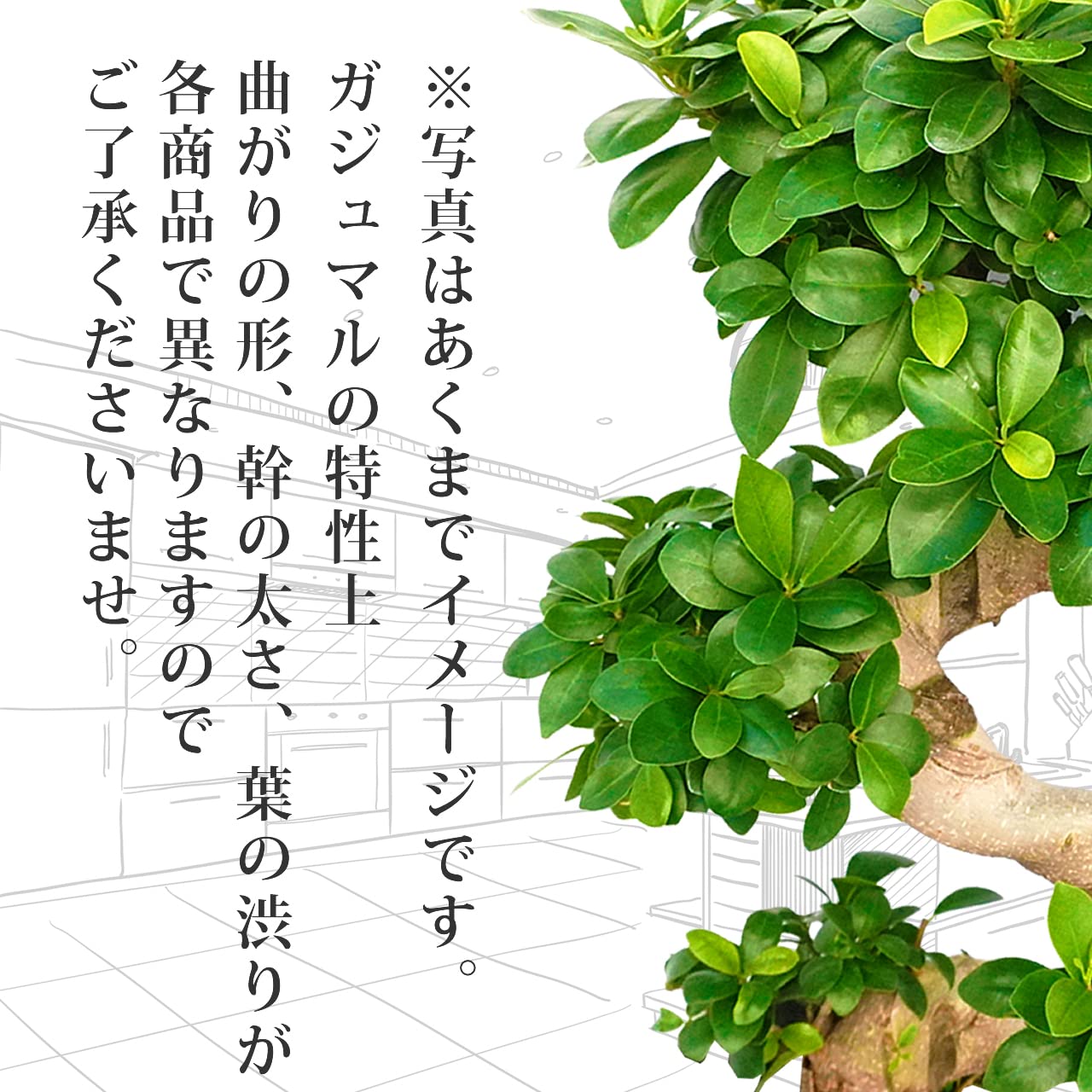 Amazon｜ガジュマルS字 育てやすい大型サイズ 7号 高さ70～80cm 観葉